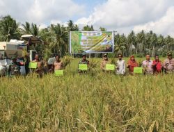Wakil Bupati Pasangkayu Menghadiri Panen Raya Binaan Babinsa Koramil 1427-02/BBmt
